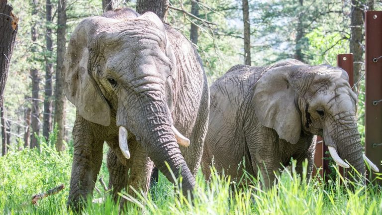 Cheyenne Mountain Zoo Says Beloved 48 Year Old Elephant Kimba Has Died