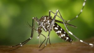 Chicago Residents Can Expect Fewer Mosquito Bites As October Progresses