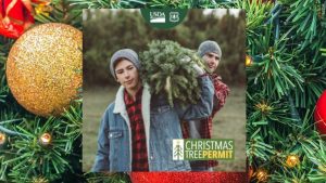 Christmas Tree Permits For Humboldt Toiyabe National Forest Now On Sale