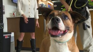 Cincinnati Shelter Dog Donny Finds Forever Home After 426 Days