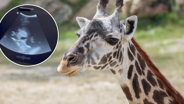 Cincinnati Zoo Launches 24 Hour Livestream As Giraffe Tessa Prepares To Give Bir