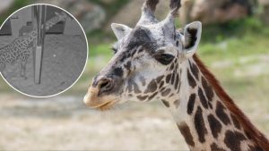 Cincinnati Zoo Livestreams Expectant Giraffe Tessa As She Prepares For Fifth Cal