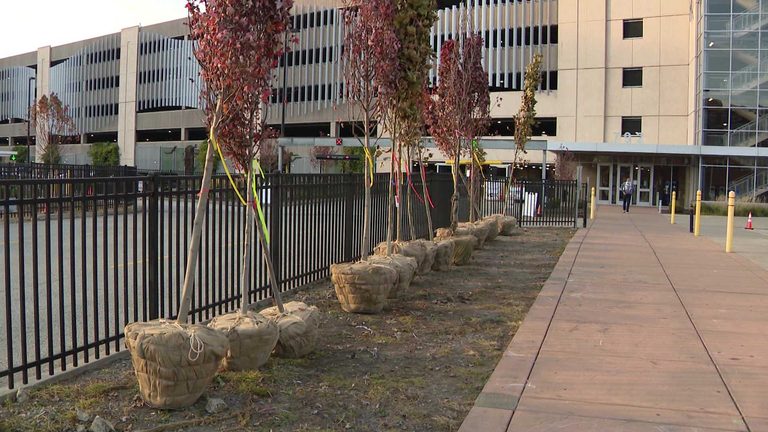 City Begins Replanting Trees Near Acrisure Stadium On Pittsburgh S North Shore