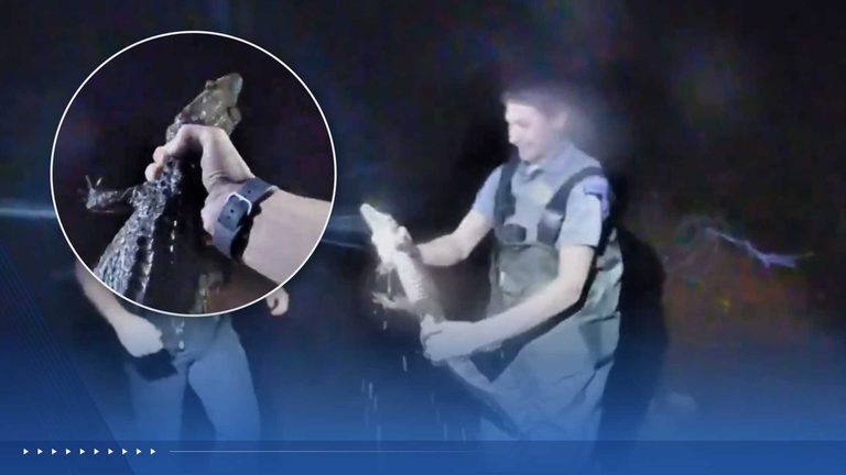 Cleveland County Deputies Capture Escaped Caiman In Local Creek