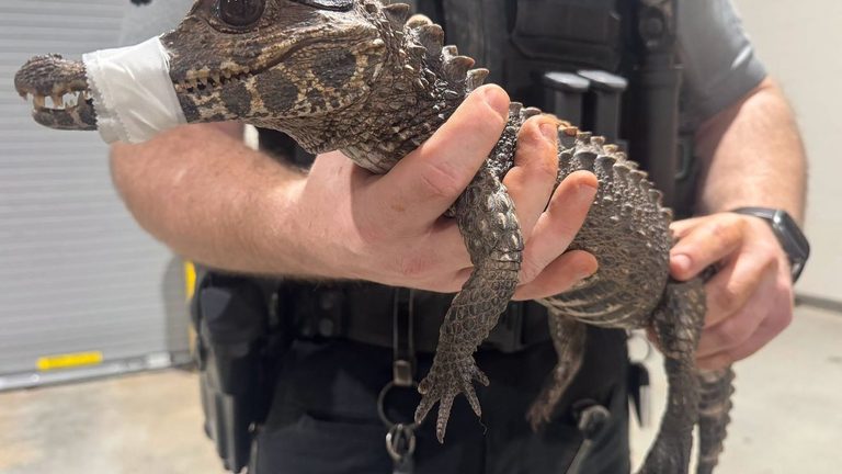 Cleveland County Deputies Rescue Missing Pet Caiman After Two Month Search