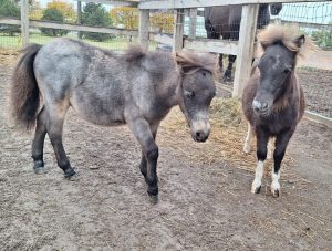 Cleveland Mounted Police Adds Two Miniature Horses To Boost Community Outreach A