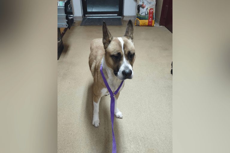 Colonie Police And Animal Control Seek Owner Of Lost Dog Found On Osborne Road