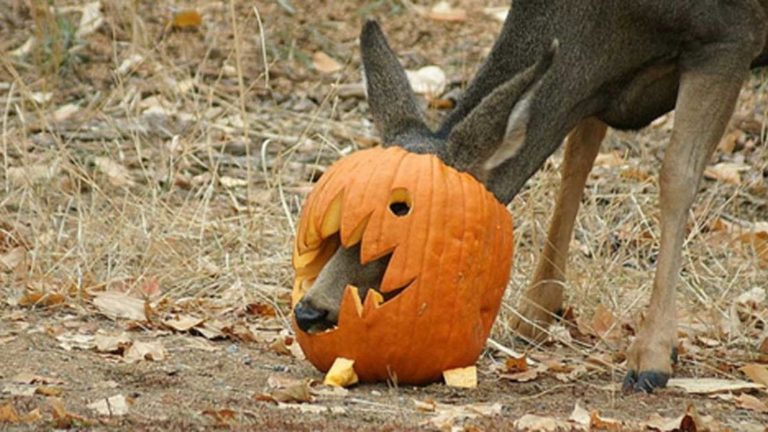Colorado Parks Wildlife Urges Residents To Keep Pumpkins Indoors To Protect Wild