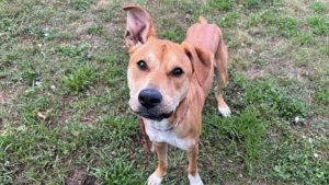 Colorado Springs Shelter Highlights Adoptable Staffordshire Terrier Mix Barry
