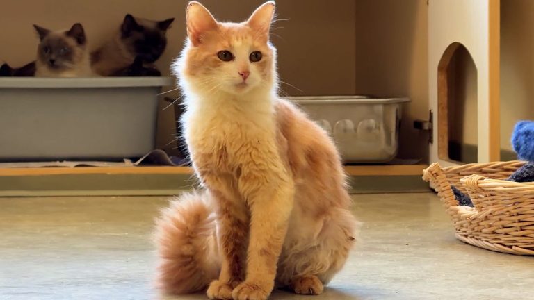 Columbia Greene Humane Society Seeks Adopters For 158 Cats After Week Long Seizu