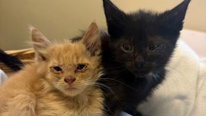 Columbia Greene Humane Society Seeks Help After Rescuing 42 Cats And Kittens