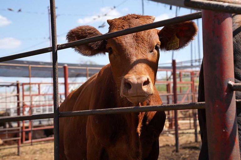 Columbus Nm Cattle Crossing Reopens With New Screwworm Safeguards