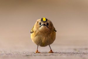 Comedy Wildlife Awards Showcase Humorous Photos To Boost Conservation Awareness
