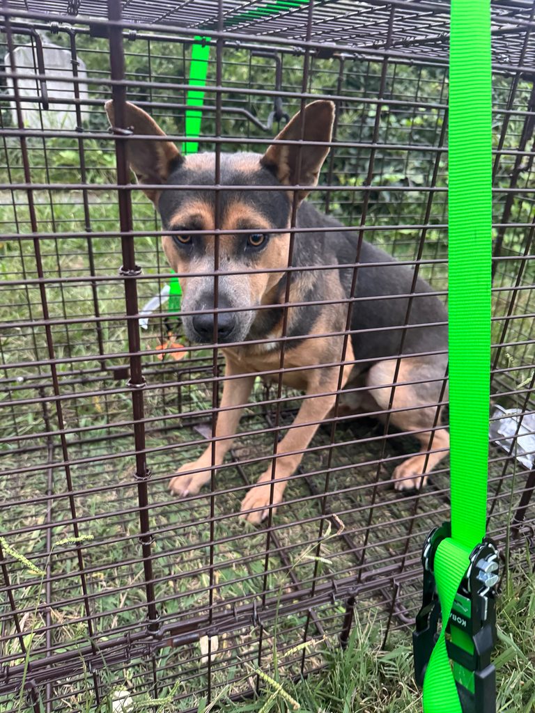 Community Rallies To Give Stray Dog Lucky A Second Chance In Norfolk