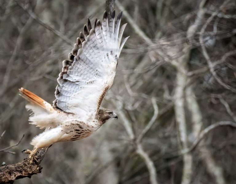 Connecticut S Small Wildlife Sanctuaries Play A Vital Role In Local Conservation