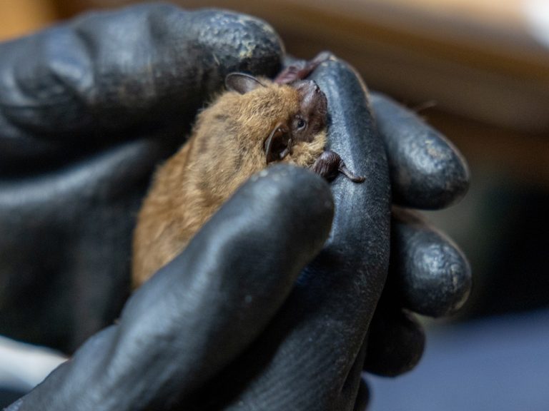 Connecticut Wildlife Volunteers Rescue Injured Bats And Push For State Funding
