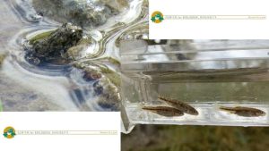 Conservation Group Sues Federal Agency To Protect Nevada S Amargosa Toad And Spe