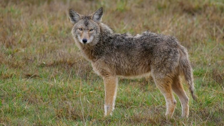 Coyote S High Jump Capture Of Pear Highlights Rural Wildlife Challenges