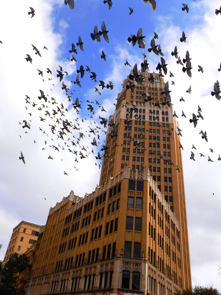 Dallas Homeowners Urged To Dim Lights To Protect Migrating Birds