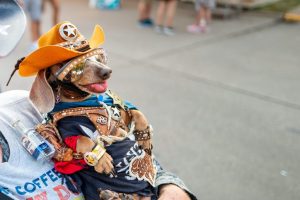Dallas Pet Owners Favor Luna As Top Name For Dogs And Cats In 2026