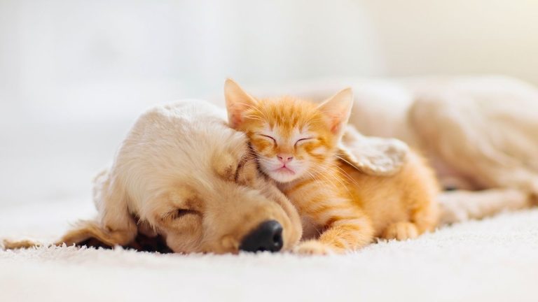 Dallas Sees Rise In Kitten Owners As Puppies Fall Behind National Trend