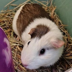 Dane County Humane Society Seeks Forever Home For Tihanna The Guinea Pig