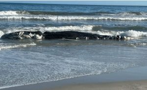 Dead Whale Washes Ashore On North Litchfield Beach Officials Begin Investigation