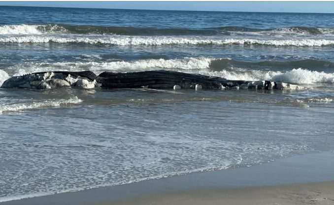 Dead Whale Washes Ashore On North Litchfield Beach Officials Begin Investigation
