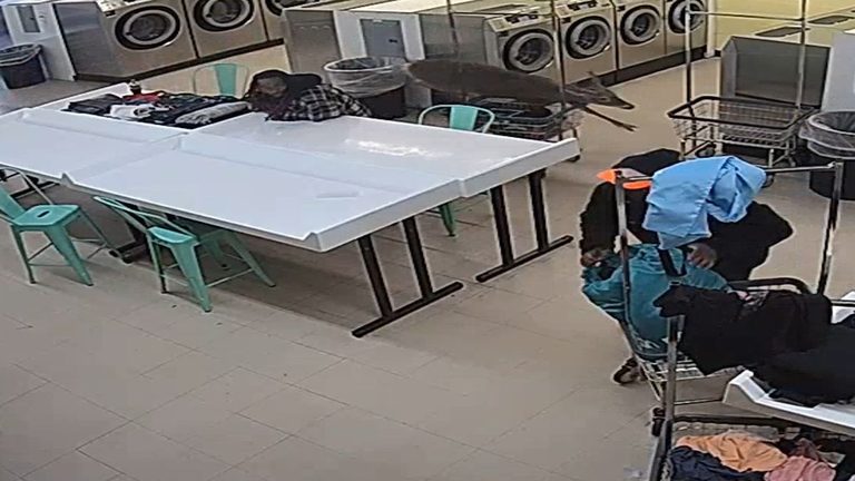 Deer Crashes Through Window At Winston Salem Laundromat No Injuries Reported