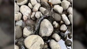 Deq Probes Chemical Spill In Se Portland S Johnson Creek Dead Fish Reported