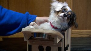 Des Moines Shelter Crafts Custom Chair To Help Special Needs Dog Milo Eat Safely
