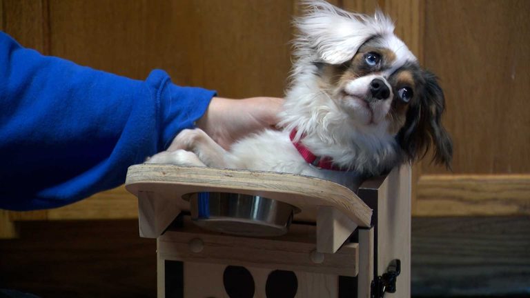 Des Moines Shelter Crafts Custom Chair To Help Special Needs Dog Milo Eat Safely