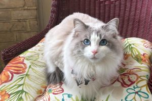 Detroit Pet Owners Favor Classic And Pop Culture Names For Cats And Dogs In 2026