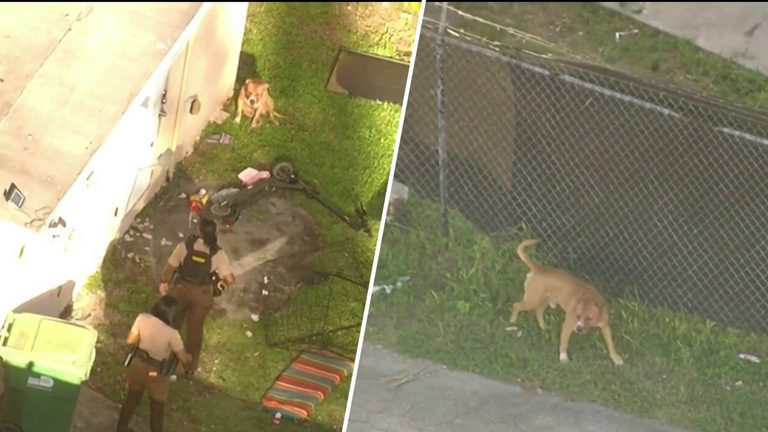 Dog Named Diablo Remains At Large After Attacking 17 Year Old In Northwest Miami