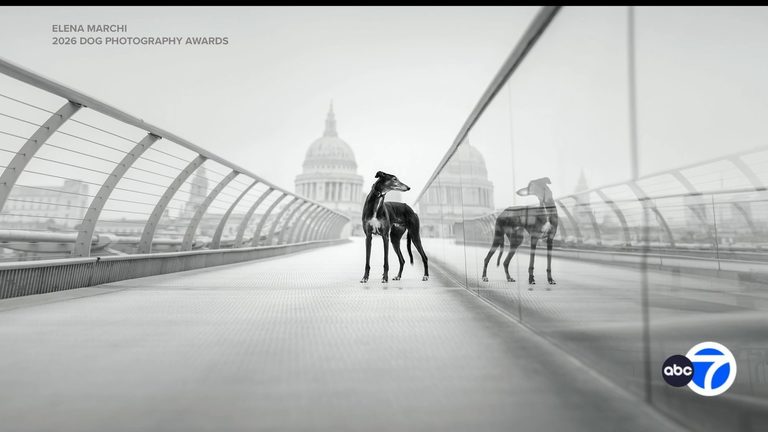 Dog Photography Awards Showcase Top Canine Images Across New York Region