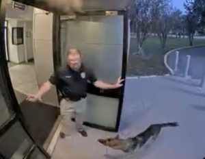 Dog Visits Tampa Police Station Reunited With Owner After K 9 Detour