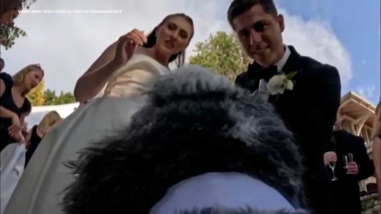 Door County Couple S Sheepadoodle Captures Wedding On Gopro Charms Viewers