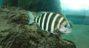Duke Energy To Install Fish Return System At Bartow Plant In St Pete