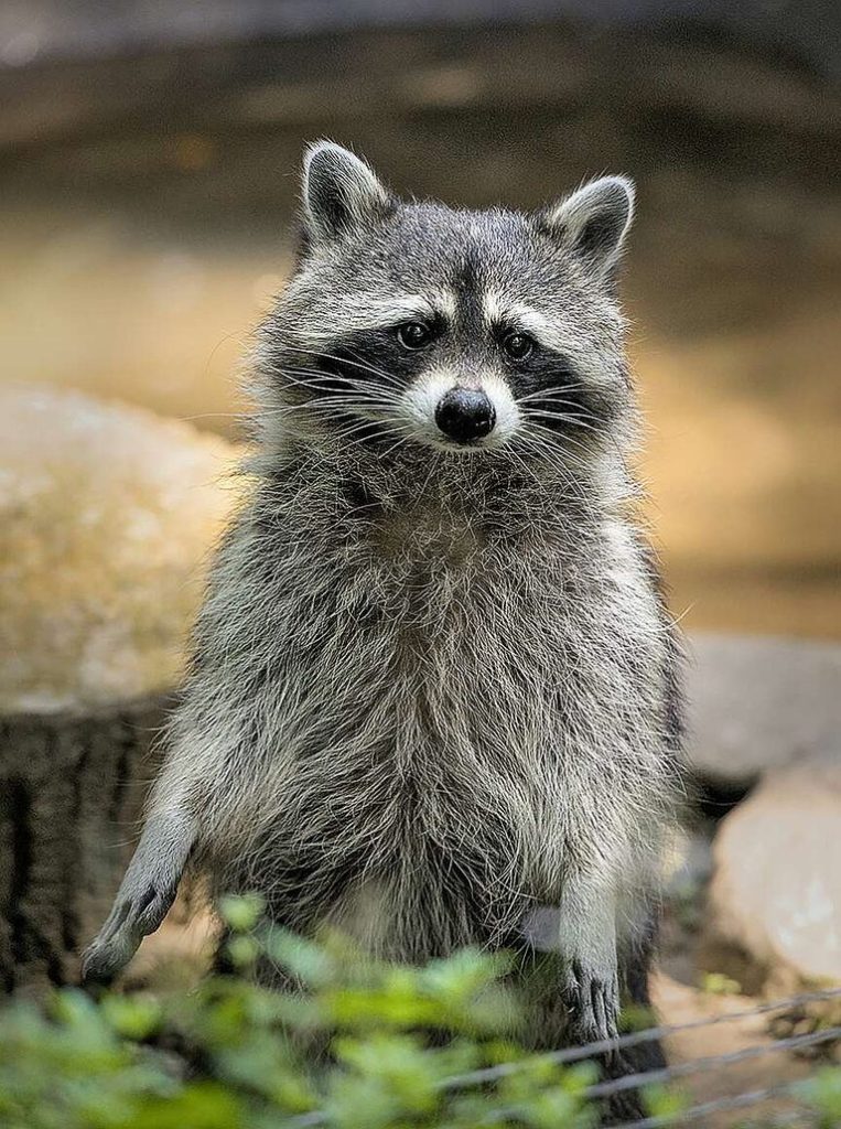 Earlville Couple Turns 53 Acre Farm Into Raccoon Rehabilitation Haven