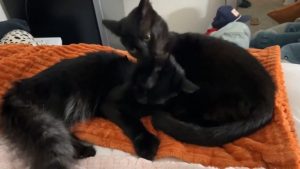 Eastern Carolina Rescue Pauses Black Cat Adoptions Through Halloween