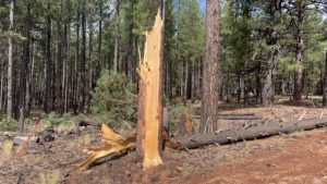 Ef1 Wing Mountain Tornado Rattles Forest North Of Flagstaff With 110 Mph Winds