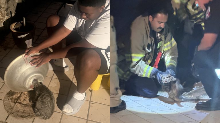 El Paso Firefighters Rescue Cat Trapped In Backyard Umbrella Stand