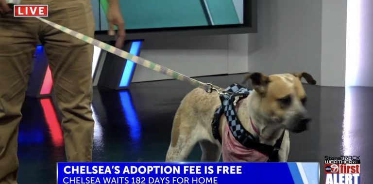 El Paso Humane Society Seeks Forever Home For Chelsea A 2 Year Old Australian Ca
