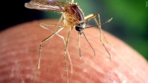 El Paso Urges Residents To Eliminate Standing Water To Curb Mosquito Borne Illne