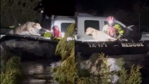 El Paso Water Rescue Team Saves Driver And Dog In Rock Springs Flood