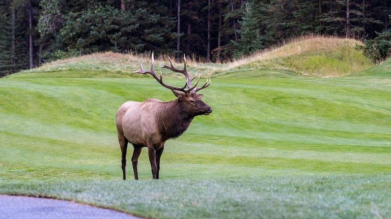 Elk Crashes Into Car Window In Estes Park Colorado Video Goes Viral