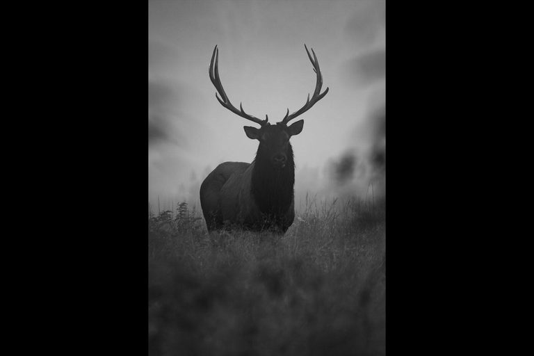Elk Rut Photography Highlights In Cataloochee Valley Great Smoky Mountains