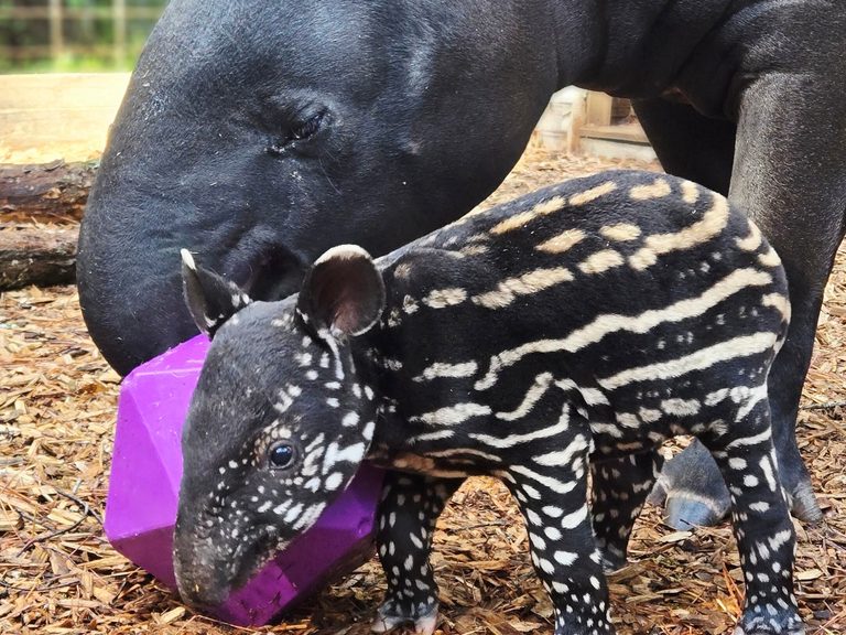Ellen Trout Zoo Welcomes Baby Tapir Nadira A New Addition To Conservation Progra