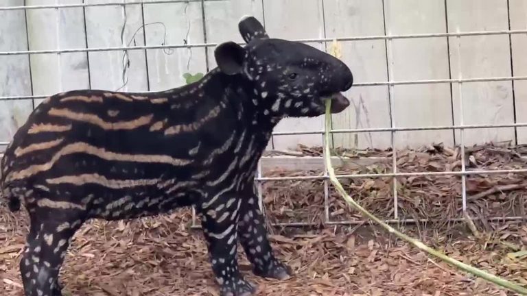 Ellen Trout Zoo Welcomes Rare Malayan Tapir Calf And Unveils New Family Friendly
