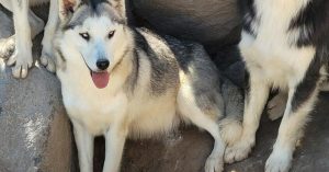 Embudo Valley Residents Urge County Action On Escaped Wolf Dog Pack Near Red Riv